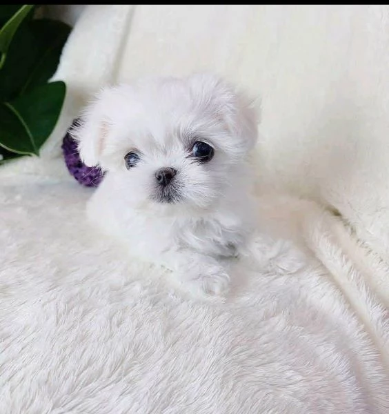 REGALO MALTESE TOY…. | Foto 0