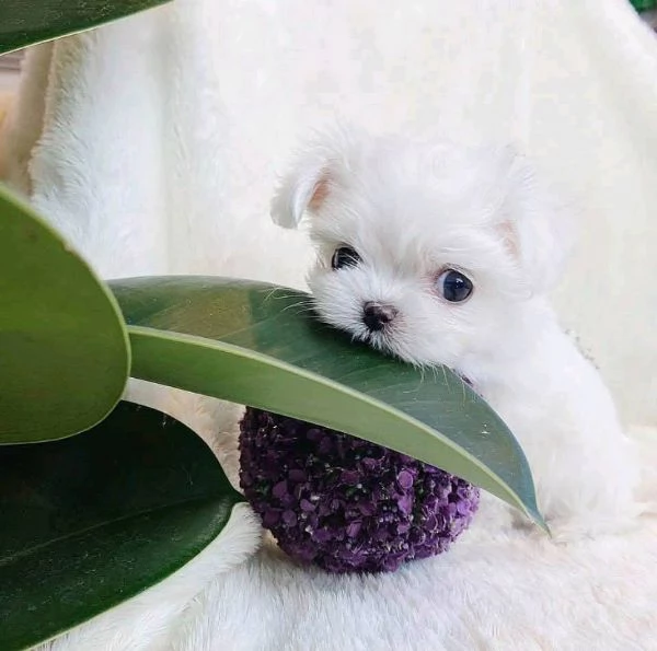 REGALO MALTESE TOY….