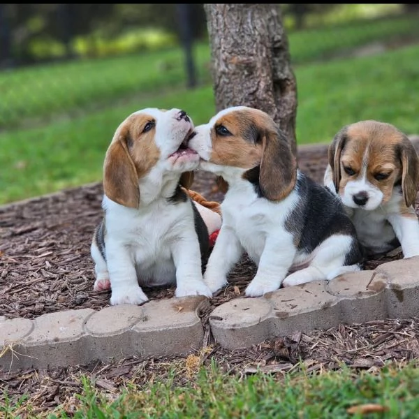 REGALO CUCCIOLI DI Beagle | Foto 0