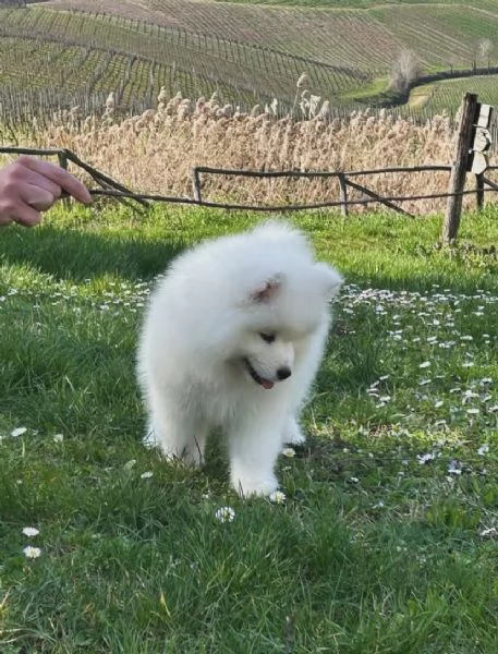 Cucciolo Samoiedo  maschio e femme  | Foto 0