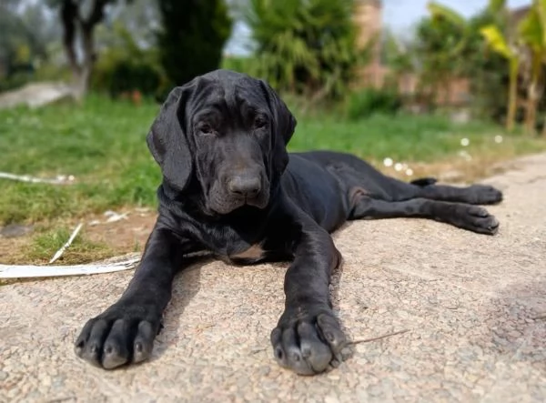 CUCCIOLO TOSA INU  DISPONIBILI | Foto 0