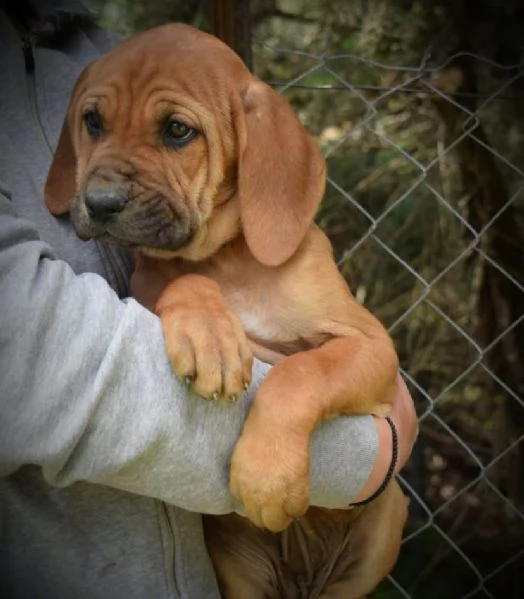 CUCCIOLO TOSA INU  DISPONIBILI