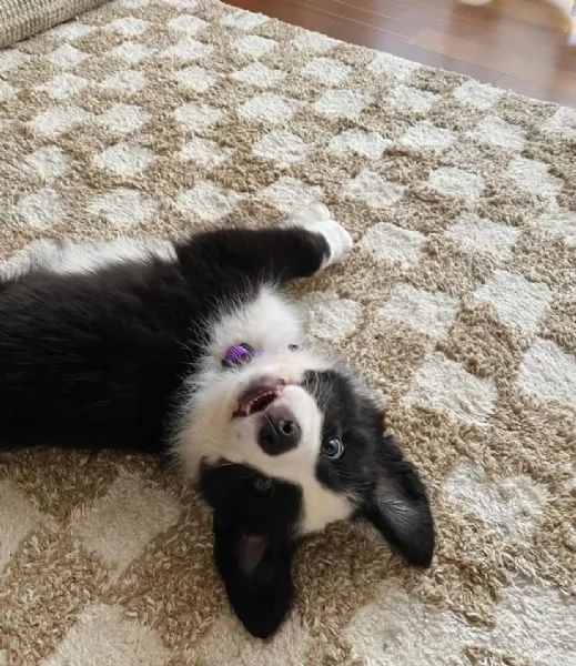 REGALO BORDER COLLIE FEMMINA E MASCHIO