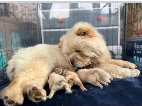 Disponibili chow chow femmina maschio 