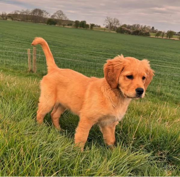 Disponibili golden retriever  | Foto 0