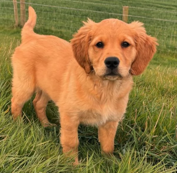 Disponibili golden retriever 