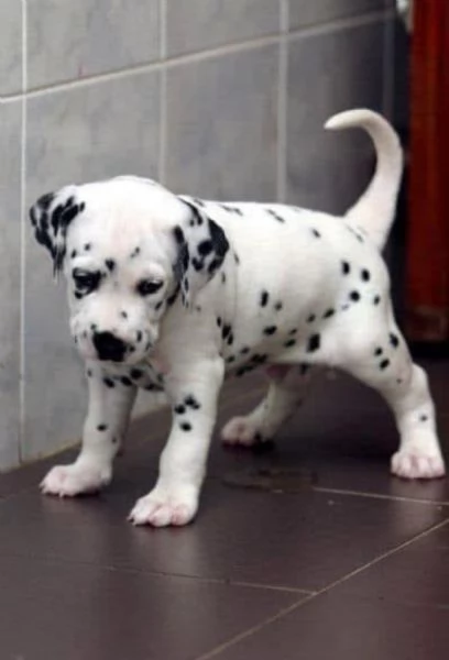 Regalo Dalmata  | Foto 0