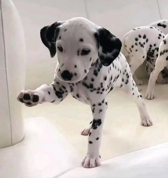 Regalo Dalmata 