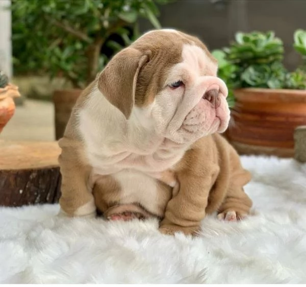 REGALO BULLDOG INGLESE | Foto 0