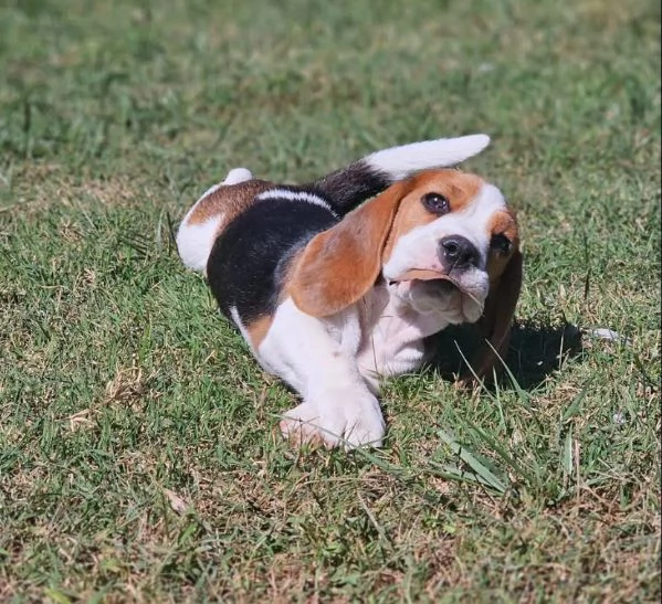 Regalo beagle  maschio e femmina  | Foto 1