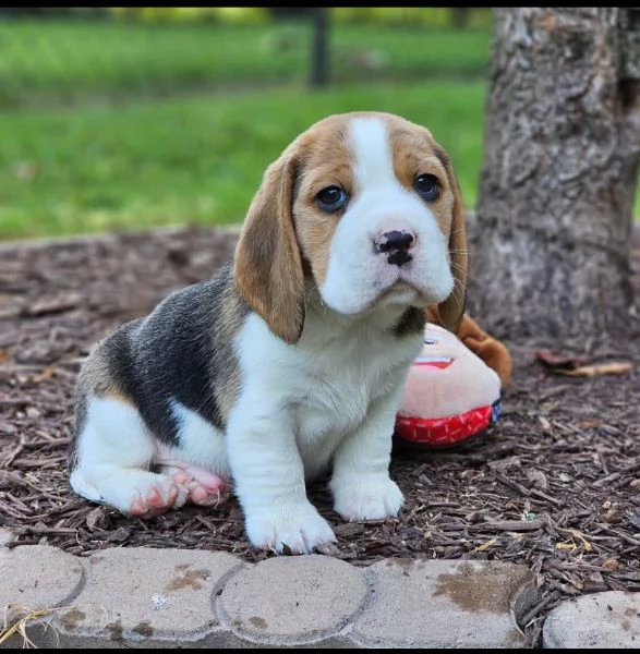 Regalo beagle  maschio e femmina 