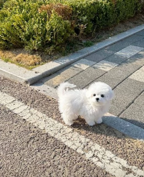 Disponibili Bichon di razza pura maschio e femmina