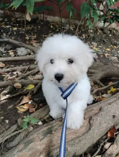 Disponibili Coton de tulear maschio e femmina