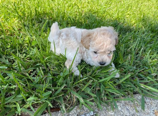 Disponibili Bolognese maschio e femmina | Foto 0