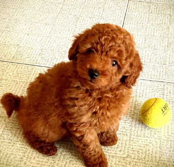 Disponibili Barboncino maschio e femmina | Foto 0