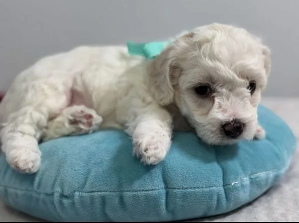 Disponibili Bolognese maschio e femmina | Foto 0