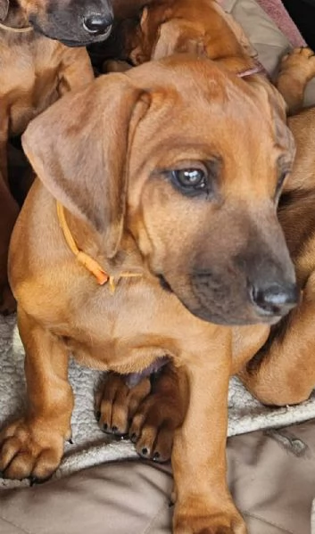 Regalo Rhodesian ridgeback dog  disponibili  | Foto 1