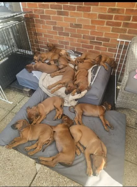 Regalo Rhodesian ridgeback dog  disponibili  | Foto 0