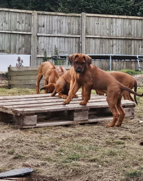 Regalo Rhodesian ridgeback dog  disponibili 