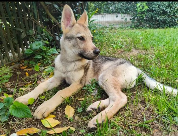 Czechoslovakian wolfdog puppies | Foto 1
