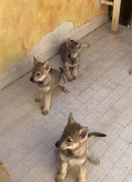 Czechoslovakian wolfdog puppies | Foto 0