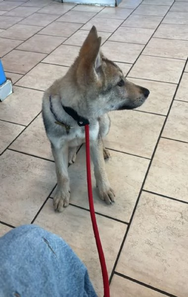 Czechoslovakian wolfdog puppies