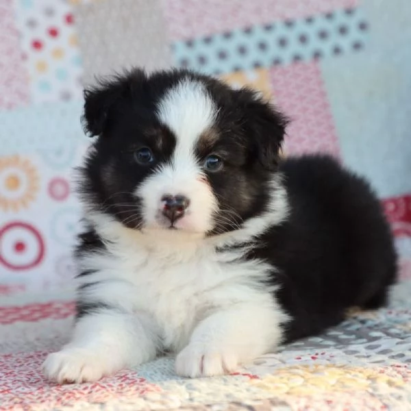 Cucciolo di pastore australiano in regalo  | Foto 0