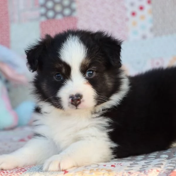 Cucciolo di pastore australiano in regalo 