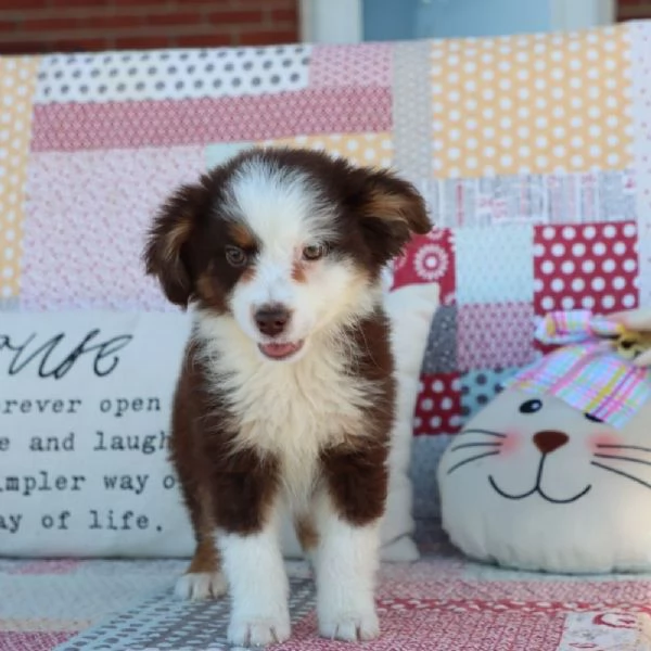 Regalo Pastore australiano in miniatura  | Foto 0