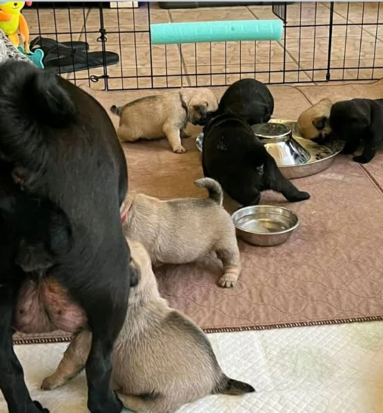 Cucciolo carlino Siate i loro nuovi genitori e aiutateli a trovare il vero amore e la felicità.  | Foto 0