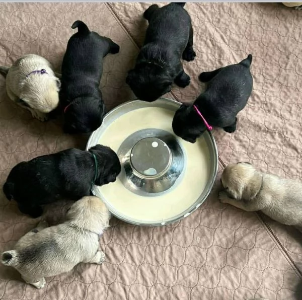 Cucciolo carlino Siate i loro nuovi genitori e aiutateli a trovare il vero amore e la felicità. 