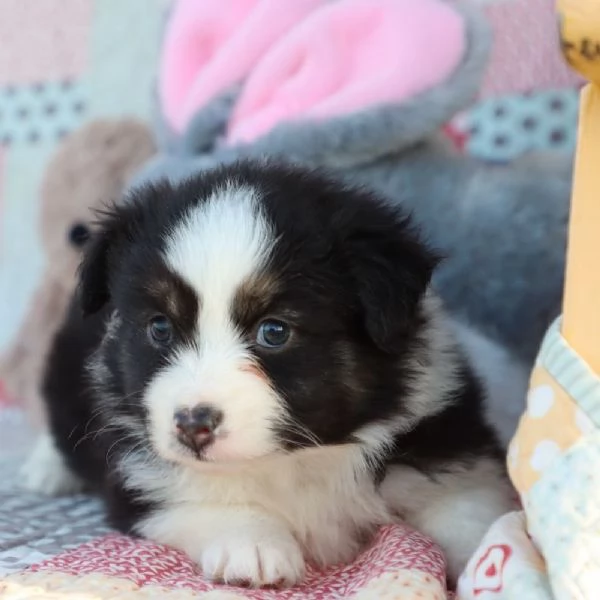 Regalo Pastore australiano in miniatura  | Foto 0