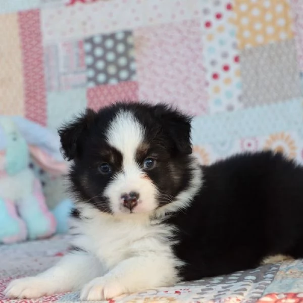 Regalo Pastore australiano in miniatura 