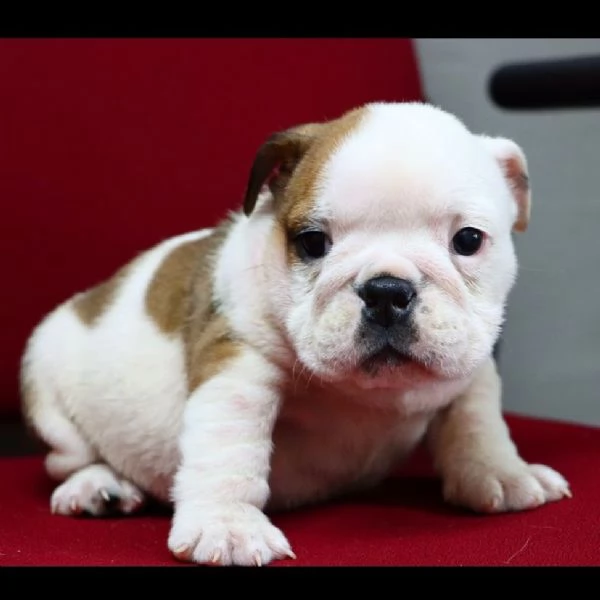 REGALO   BULLDOG INGLESE | Foto 0