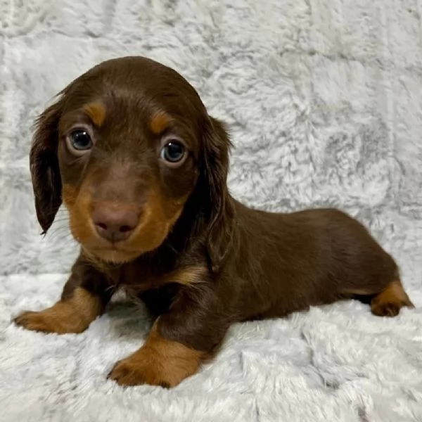 REGALO CUCCIOLI DI Bassotto