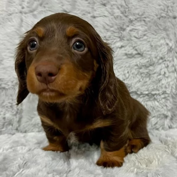 REGALO CUCCIOLI DI Bassotto | Foto 0