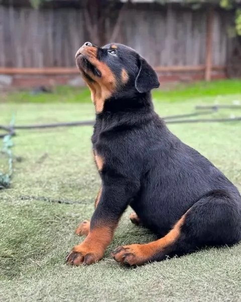 Disponibili Rottweiler di razza pura maschio e femmina | Foto 0