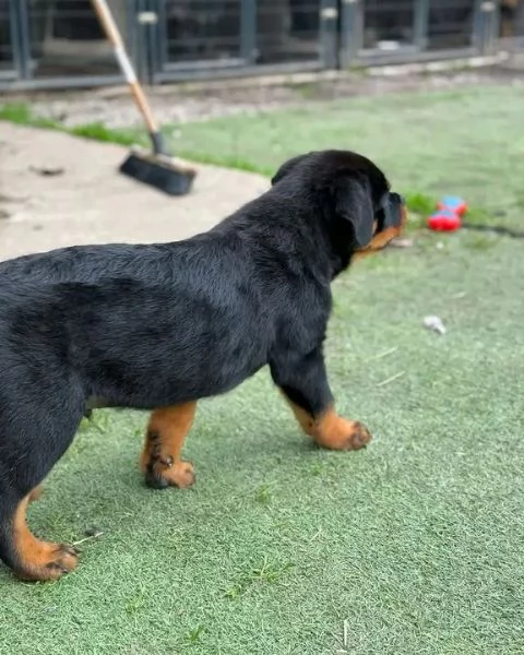 Disponibili Rottweiler di razza pura maschio e femmina