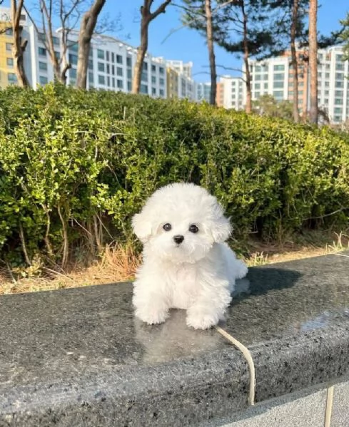 Disponibili Bichon di razza pura maschio e femmina