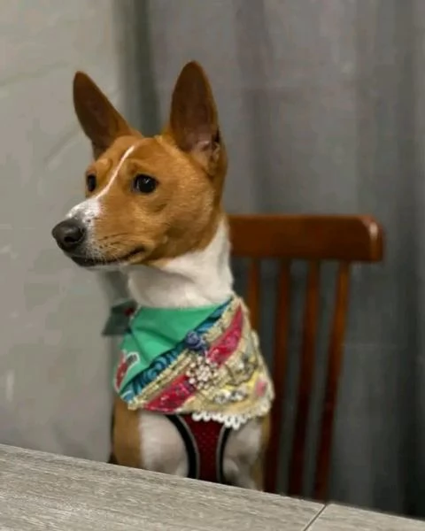 Disponibili Basenji di razza pura maschio e femmina