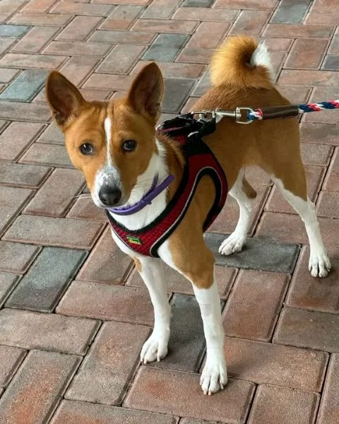 Disponibili Basenji di razza pura maschio e femmina | Foto 0