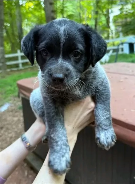 Disponibili Border Collier di razza pura maschio e femmina