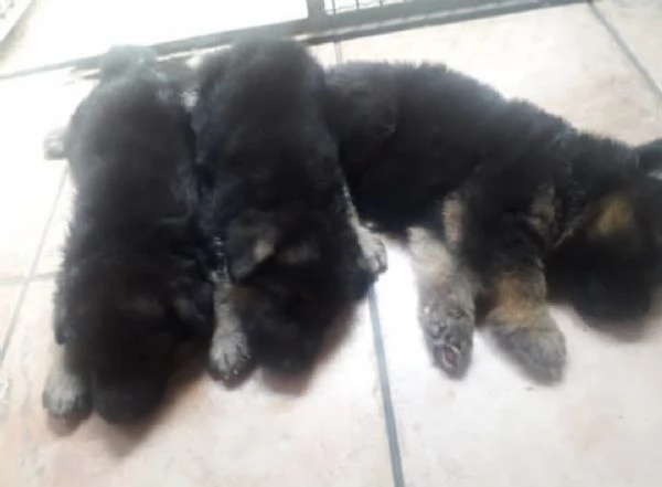 Cuccioli pastore tedesco femmina a pelo lungo 