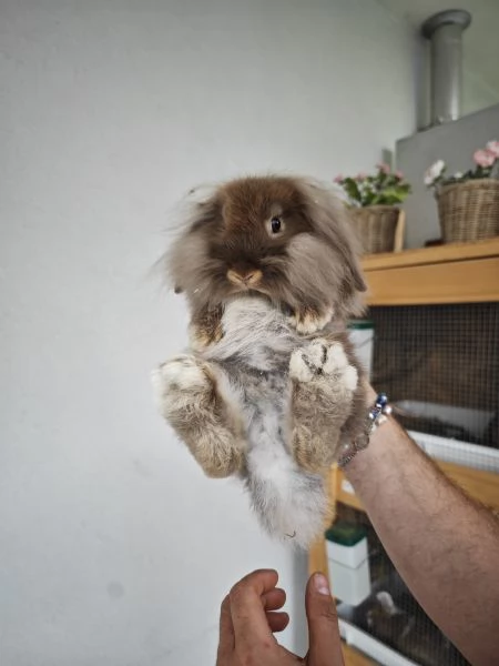 Ariete Nano Mix testa di Leone Maschio | Foto 0