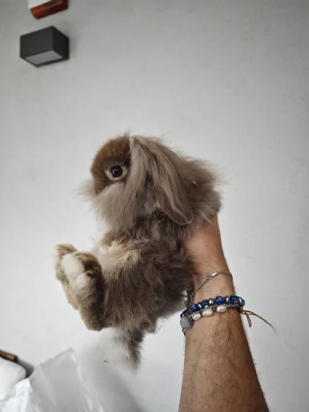 Ariete Nano Mix testa di Leone Maschio