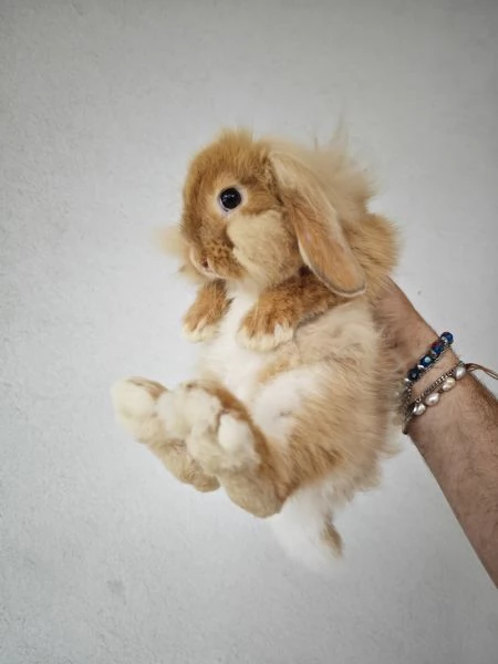 Ariete Nano Mix Testa di Leone Maschio