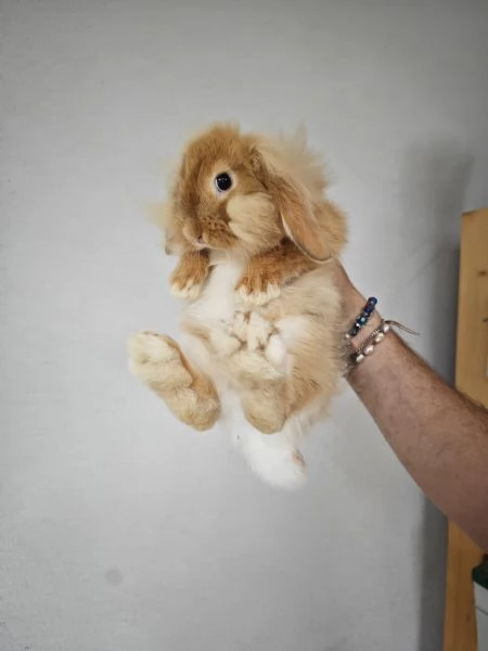 Ariete Nano Mix Testa di Leone Maschio | Foto 1