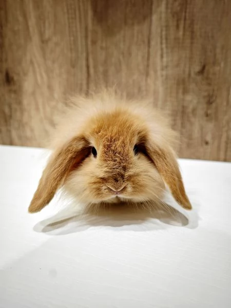 Ariete Nano Mix Testa di Leone Maschio | Foto 0