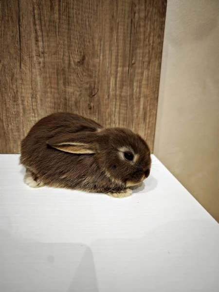 Ariete Nano Femmina | Foto 0