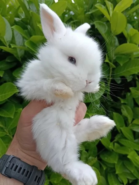 Cucciolo Minilop [hidden]